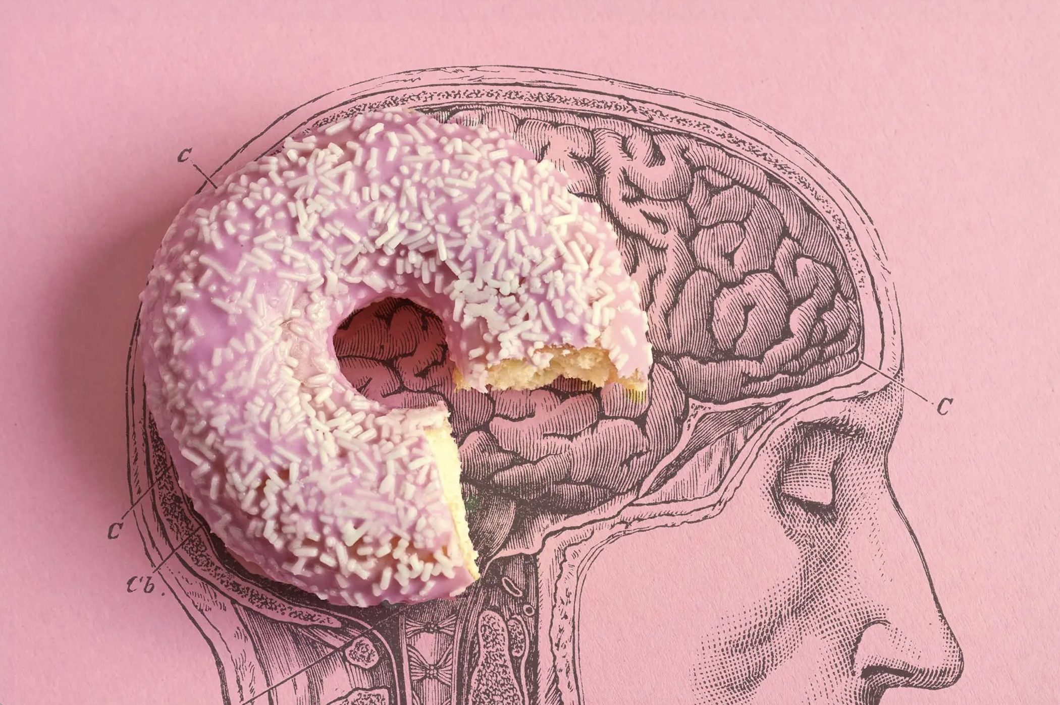 How Poor Diet Shapes the Brain — Proto